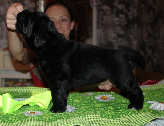 Фото: ньюфаундленд Аквиан Сонг Идзуми