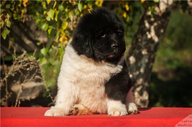 Фото: ньюфаундленд Кипер Соул Некст Пэйдж оф Стори (Keeper Soul  Next Page of Story)