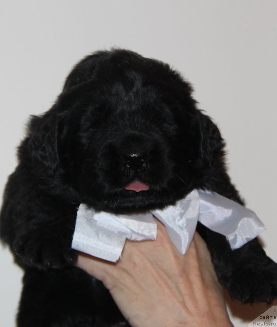 Фото: ньюфаундленд Аквиан Сонг Инсейшибел Лайф