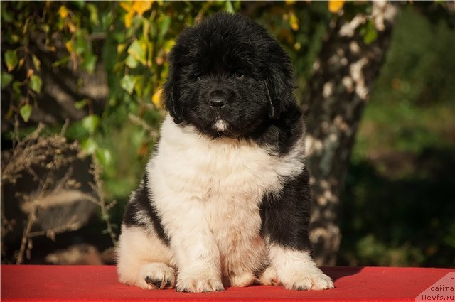 Фото: ньюфаундленд Кипер Соул Некст Пэйдж оф Стори (Keeper Soul  Next Page of Story)