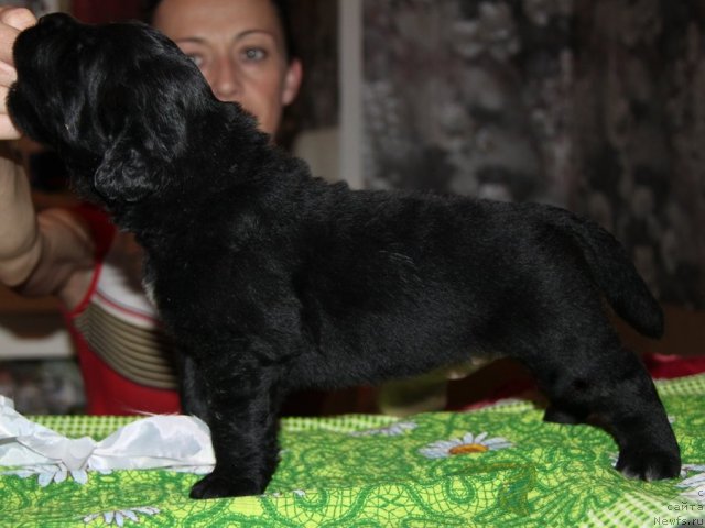 Фото: ньюфаундленд Аквиан Сонг Инсейшибел Лайф