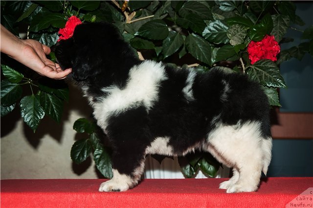 Фото: ньюфаундленд Кипер Соул Некст Пэйдж оф Стори (Keeper Soul  Next Page of Story)