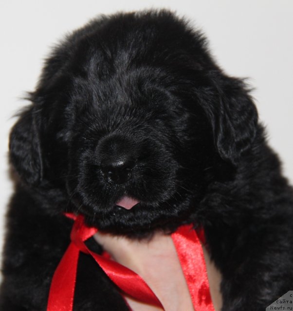 Фото: ньюфаундленд Аквиан Сонг Инсайд Ми Ворд