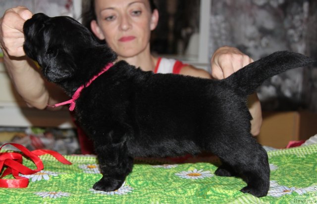 Фото: ньюфаундленд Аквиан Сонг Инсайд Ми Ворд