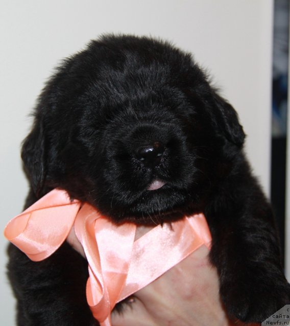 Фото: ньюфаундленд Аквиан Сонг Инкредибел Беар