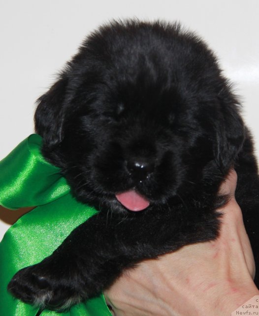 Фото: ньюфаундленд Аквиан Сонг Инвизибел Энжел