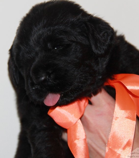 Фото: ньюфаундленд Аквиан Сонг Имменси Дрим