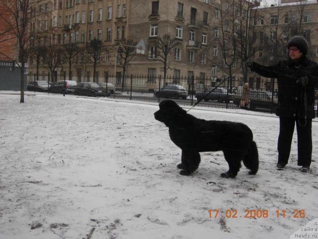 Фото: ньюфаундленд Skippers Only You for Smigar