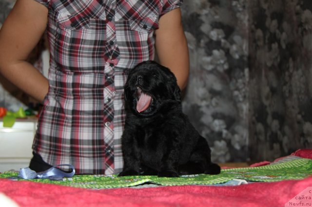 Фото: ньюфаундленд Аквиан Сонг Иллюзион