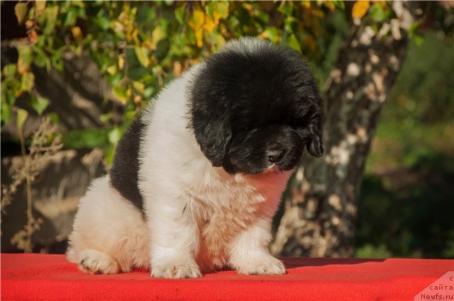 Фото: ньюфаундленд Кипер Соул Ноу Даут Бэст (Keeper Soul Nou Daut Best)