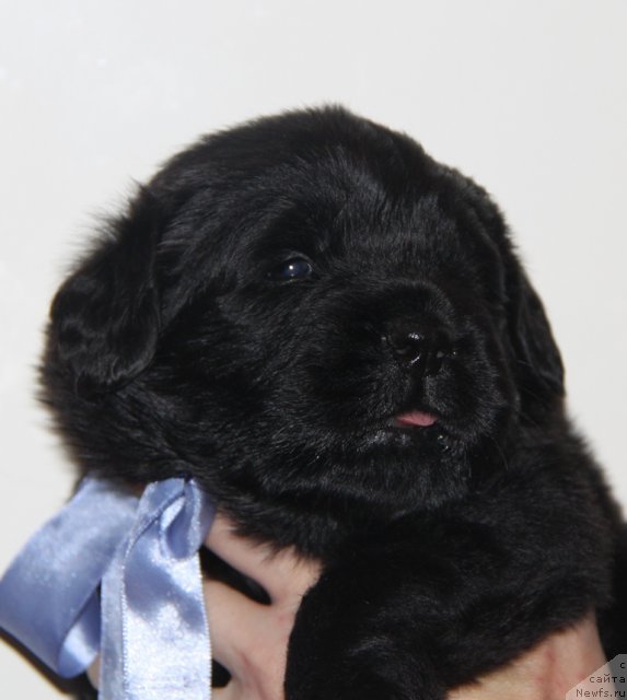 Фото: ньюфаундленд Аквиан Сонг Иллюзион