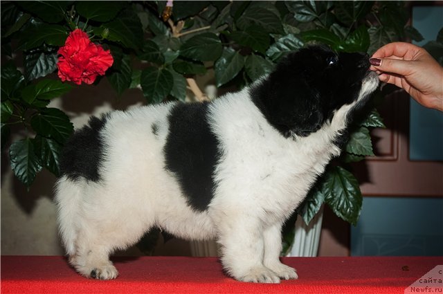 Фото: ньюфаундленд Кипер Соул Ноу Даут Бэст (Keeper Soul Nou Daut Best)