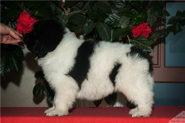 Фото: ньюфаундленд Кипер Соул Ноу Даут Бэст (Keeper Soul Nou Daut Best)