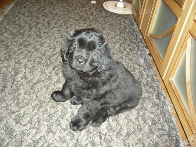 Фото: ньюфаундленд Симуран от Сибирского Медведя