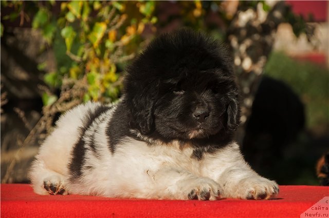 Фото: ньюфаундленд Кипер Соул Нью Стар (Keeper Soul New Star)