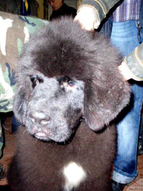 Фото: ньюфаундленд Бегущая по Волнам Ван Хельсинг