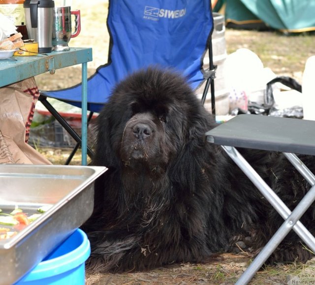 Фото: ньюфаундленд Данс Мемори Фьюджан Риф