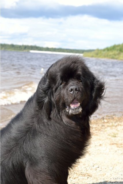 Фото: ньюфаундленд Данс Мемори Фьюджан Риф