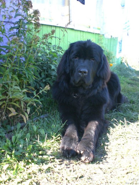 Фото: ньюфаундленд Роксолана Звезда Востока из Тихого Омута