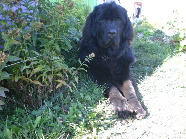 Фото: ньюфаундленд Роксолана Звезда Востока из Тихого Омута