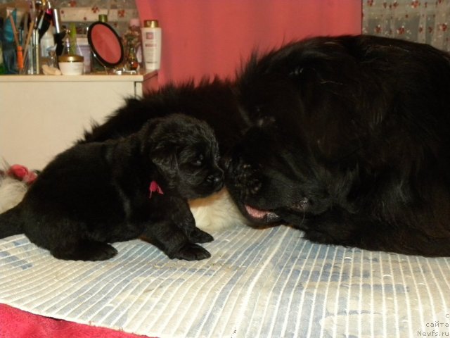 Фото: щенок  [d8430:Бяши] и, ньюфаундленд Супер Премиум Зиппи Сенсейшен