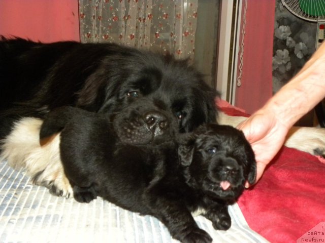 Фото: щенок [d8430:Бяши] и, ньюфаундленд Супер Премиум Зиппи Сенсейшен