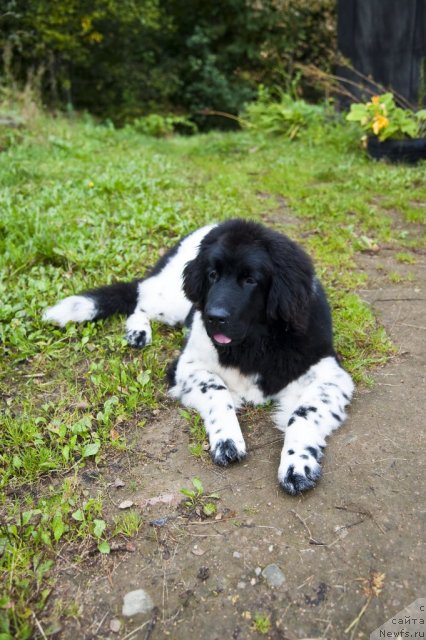 Фото: ньюфаундленд Плюшевая Панда Феличита (Plushevaya Panda Felicita)