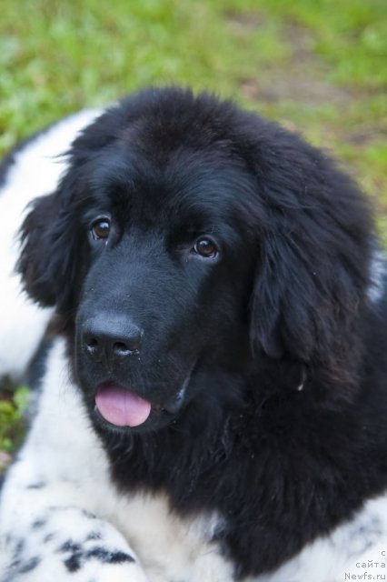Фото: ньюфаундленд Плюшевая Панда Феличита (Plushevaya Panda Felicita)