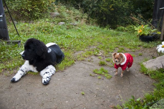 Фото: ньюфаундленд Плюшевая Панда Феличита (Plushevaya Panda Felicita), и Бусинка.