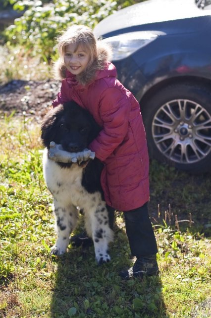 Фото: ньюфаундленд Плюшевая Панда Феличита (Plushevaya Panda Felicita)