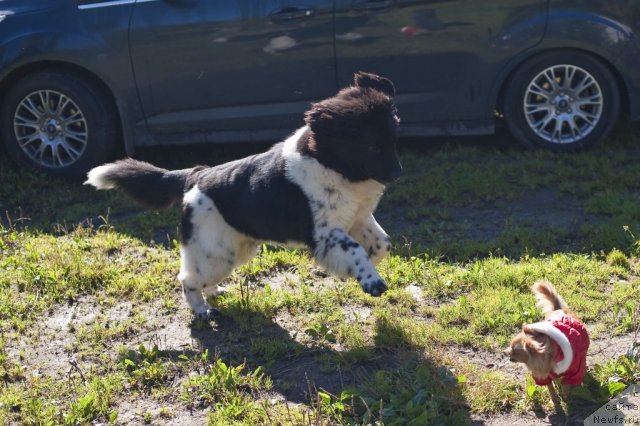 Фото: ньюфаундленд Плюшевая Панда Феличита (Plushevaya Panda Felicita)