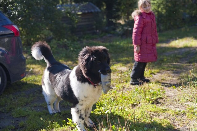 Фото: ньюфаундленд Плюшевая Панда Феличита (Plushevaya Panda Felicita)