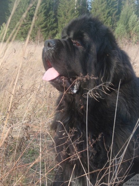 Фото: ньюфаундленд King of Helluland I'm Precious