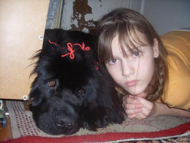 Фото: ньюфаундленд Пенелопа от Сибирского Медведя