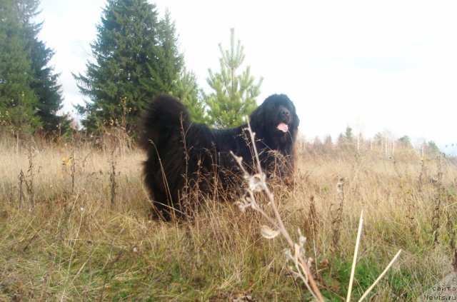 Фото: ньюфаундленд Фелиция