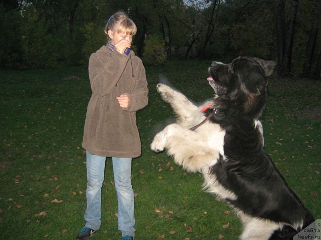 Фото: ньюфаундленд Отважный Рыцарь Айвенго из Тихого Омута, Александра Носкова
