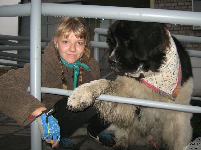 Фото: ньюфаундленд Отважный Рыцарь Айвенго из Тихого Омута, Александра Носкова