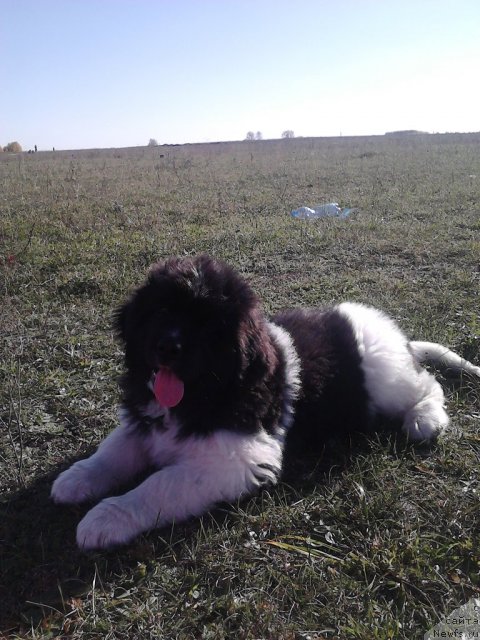 Фото: ньюфаундленд Фиаметтахауз Претти Дрим