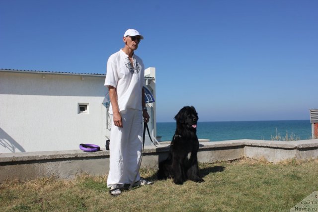 Фото: ньюфаундленд Дар Свезы Юника Сагитта (Dar Svezy Unika Sagitta), Ваничев Андрей