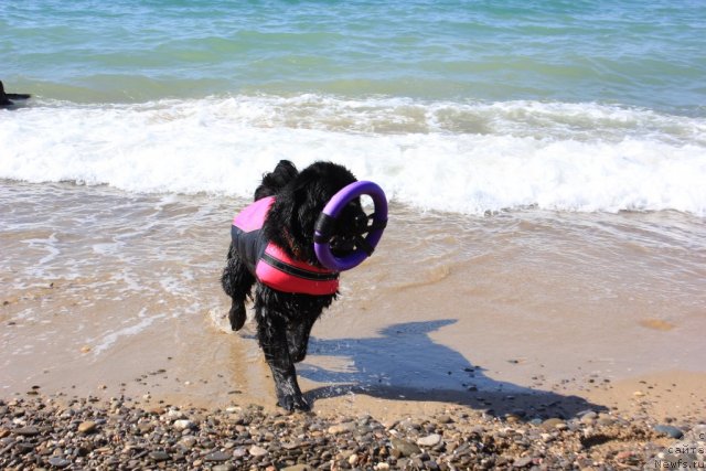 Фото: ньюфаундленд Дар Свезы Юника Сагитта (Dar Svezy Unika Sagitta)