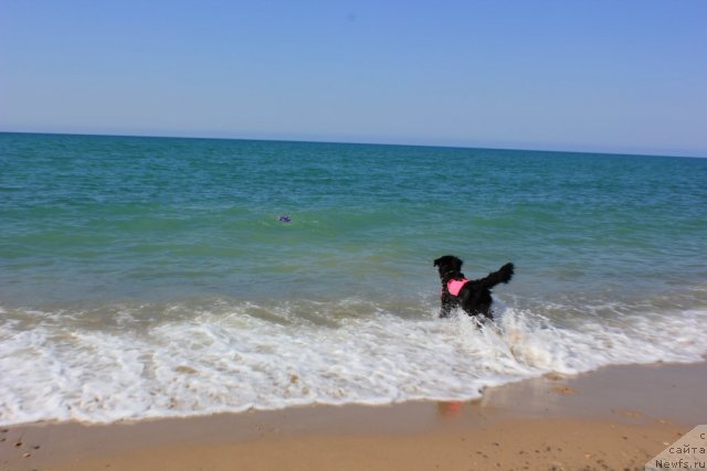 Фото: ньюфаундленд Дар Свезы Юника Сагитта (Dar Svezy Unika Sagitta)