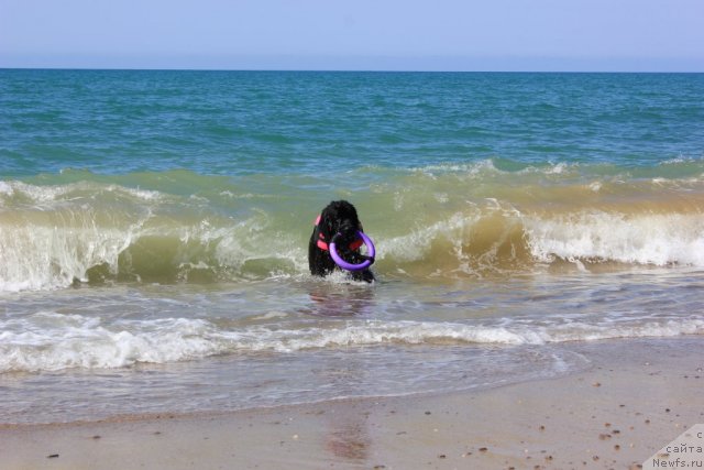 Фото: ньюфаундленд Дар Свезы Юника Сагитта (Dar Svezy Unika Sagitta)