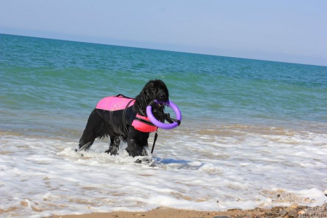 Фото: ньюфаундленд Дар Свезы Юника Сагитта (Dar Svezy Unika Sagitta)