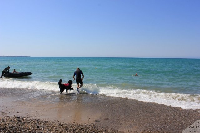 Фото: ньюфаундленд Дар Свезы Юника Сагитта (Dar Svezy Unika Sagitta), Ваничев Андрей