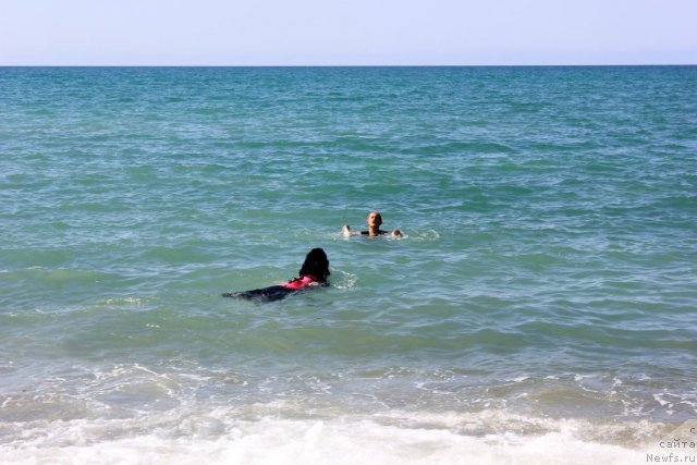 Фото: ньюфаундленд Дар Свезы Юника Сагитта (Dar Svezy Unika Sagitta)