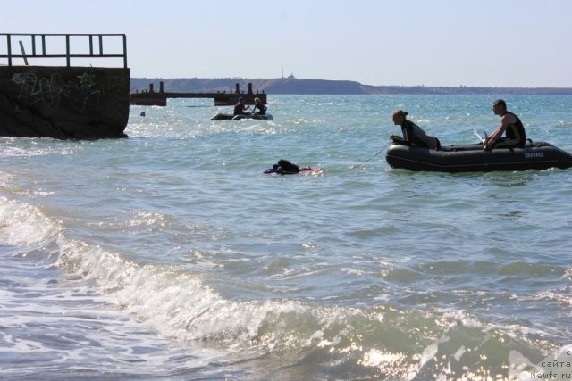 Фото: ньюфаундленд Дар Свезы Юника Сагитта (Dar Svezy Unika Sagitta)