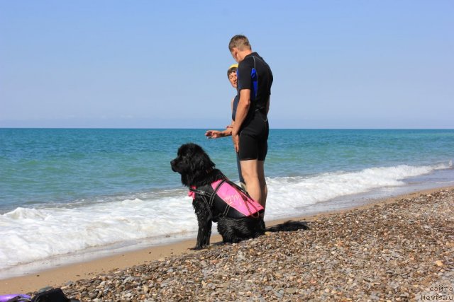 Фото: ньюфаундленд Дар Свезы Юника Сагитта (Dar Svezy Unika Sagitta), Ваничев Андрей