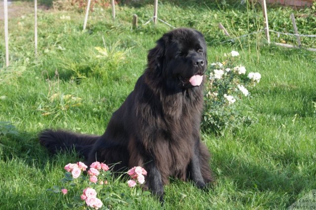 Фотография № 107906