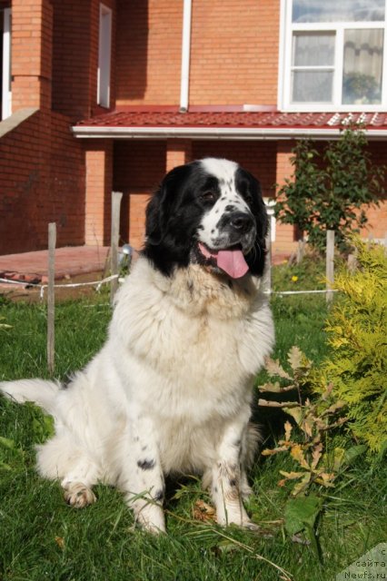 Фото: ньюфаундленд Сент Джонс Царевна Лебедь (Sent Djons Carevna Lebed)