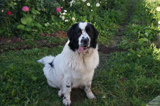 Фото: ньюфаундленд Сент Джонс Царевна Лебедь (Sent Djons Carevna Lebed)